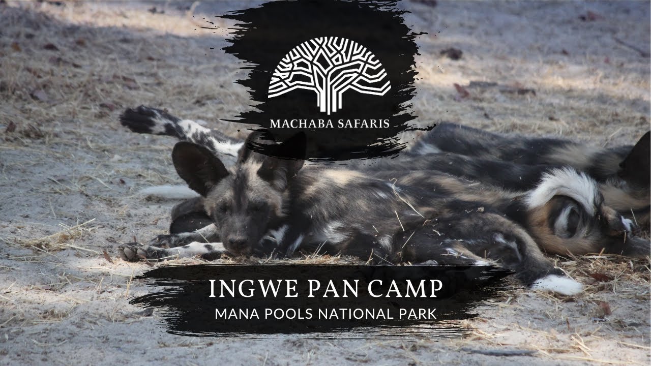 Painted Wild Dog Feeding Frenzy | Zimbabwe | Ingwe Pan Camp