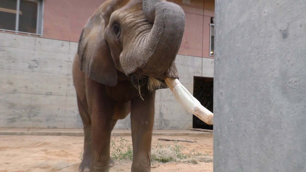 Birmingham Zoo Space-age Elephant Tusk Repair