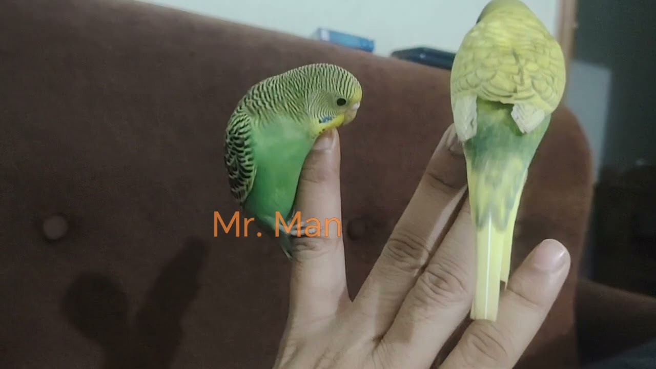 Playing with Lovebird on 14 March 2026