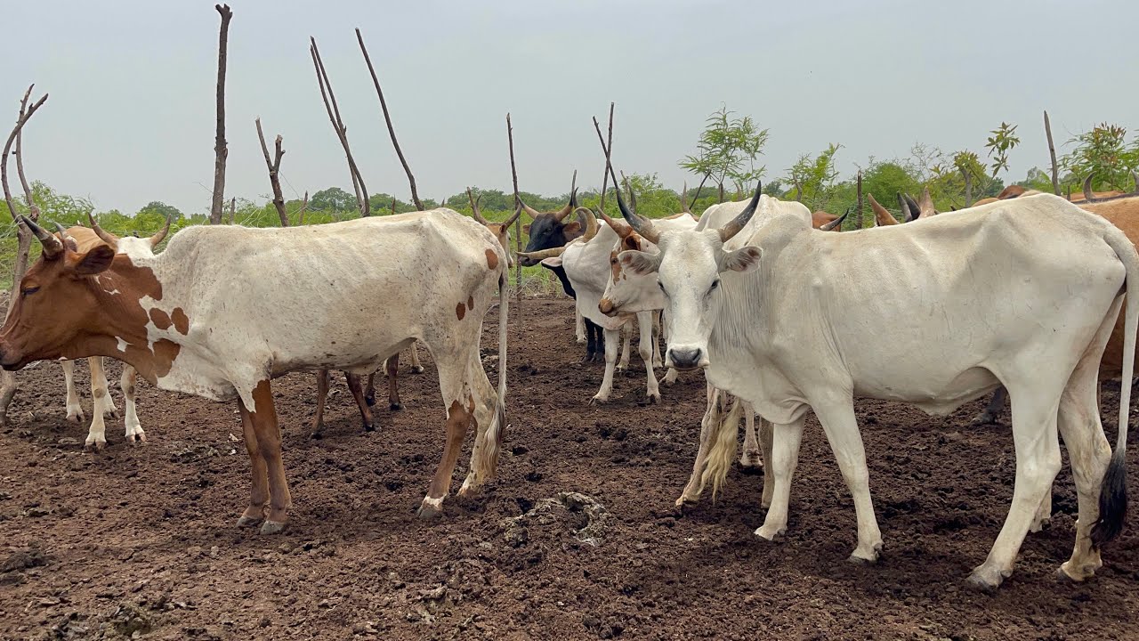 Élevage au Mali: Visite du troupeau de vache au village de Banco | Reportage