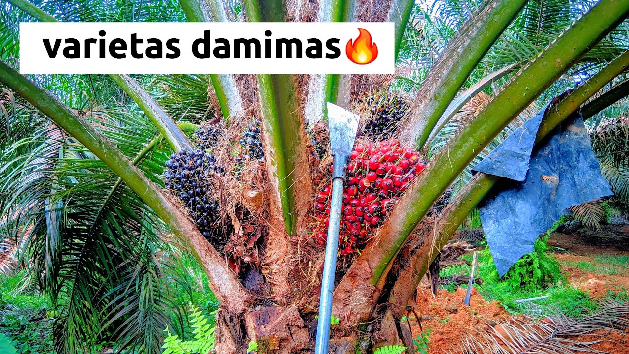 Panen damimas dengan dodos sbl m222a tajam gacorr🔥🔥