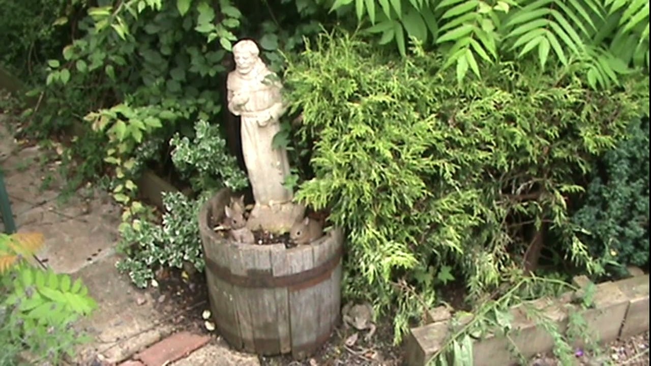 Our garden in summer 2023