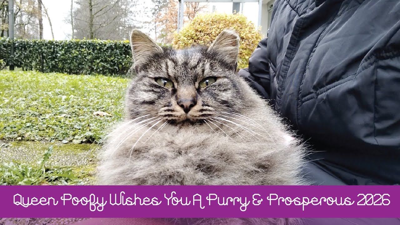 ✨💖 Queen Poofy Wishes You A Purry & Prosperous 2026 💖✨