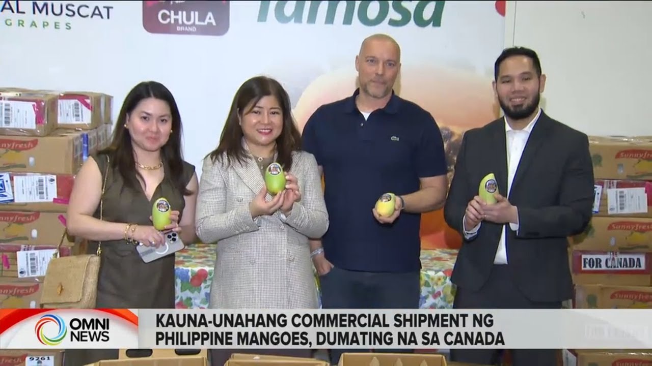 Philippine Carabao Mangoes, mabibili na sa Toronto | OMNI News Filipino