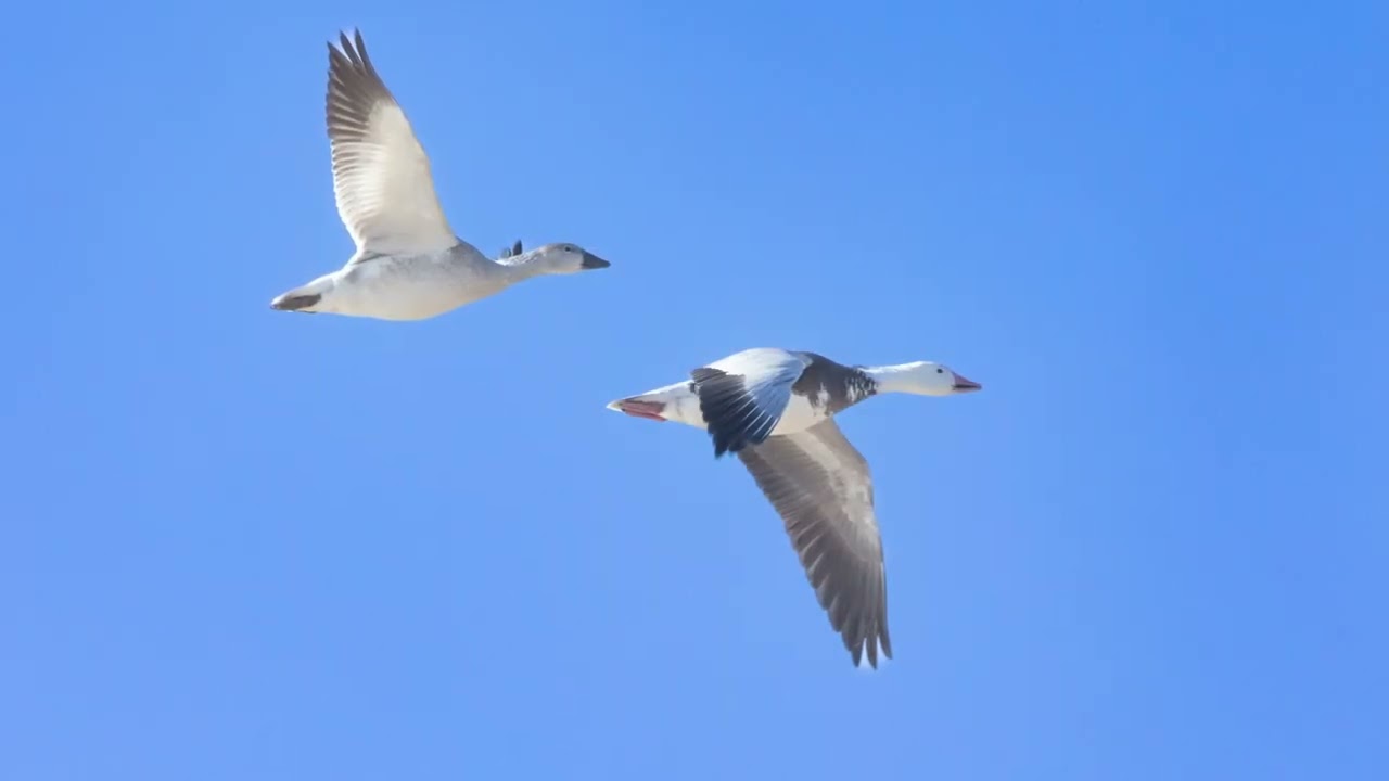Bosque del Apache IV 2022 Moments