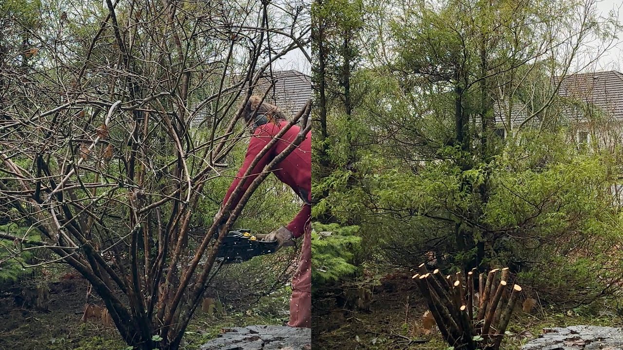 Rejuvenation Pruning: Give your Shrubs a Second Chance!
