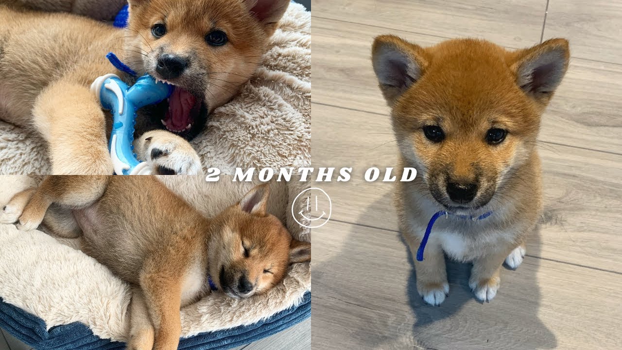 2-month-old Shiba Inu dog