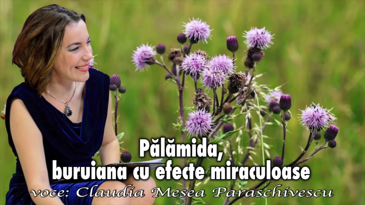 Palamida, buruiana cu efecte miraculoase