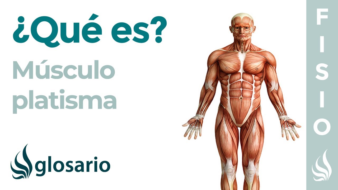 Músculo PLATISMA | Qué es, significado, ubicación, origen, inserción y función