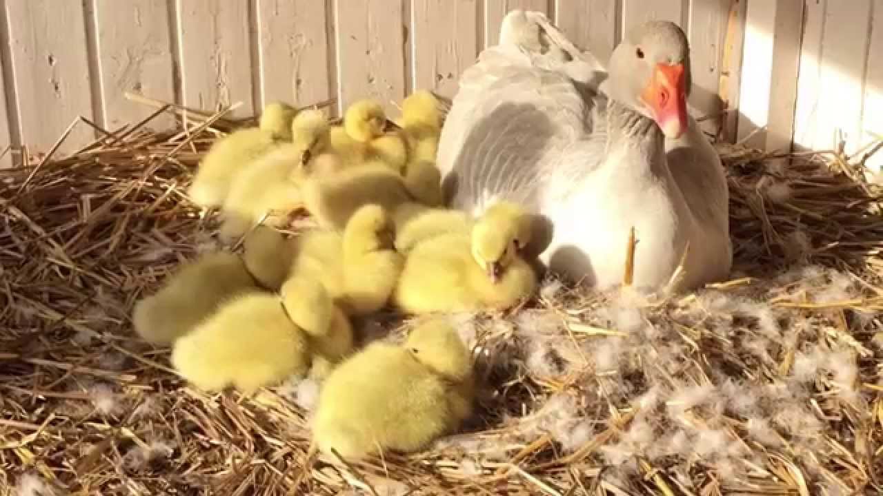 Wagge´s Fränkische Landgänse Schlupf 07.04.2015 3 Tage alt
