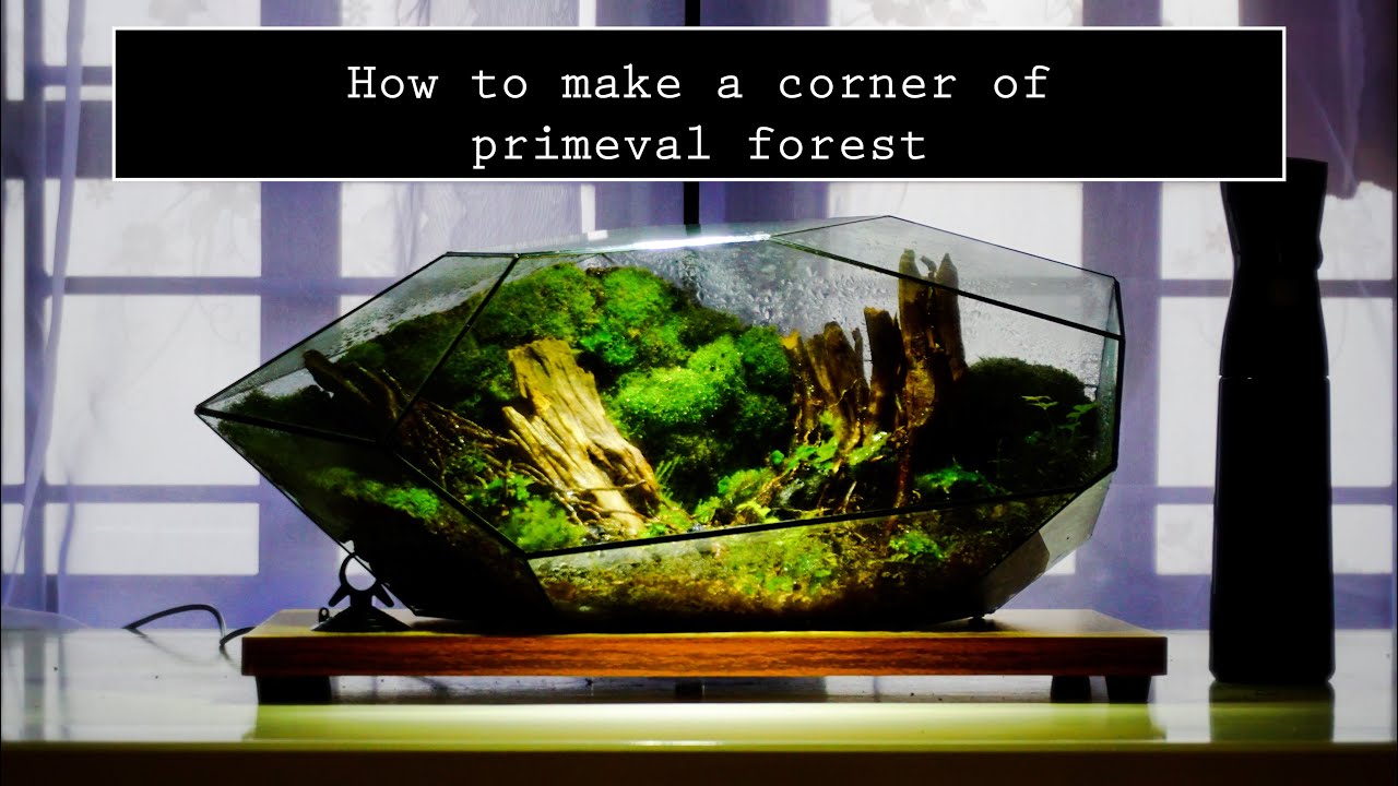 Terrarium: How to make a corner of primeval forest