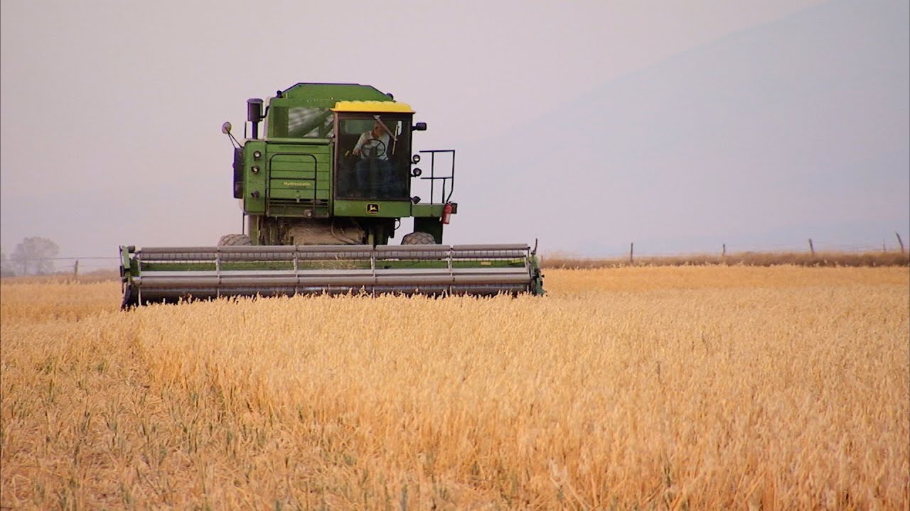 Growing Gluten-Free Oats in Montana - America's Heartland