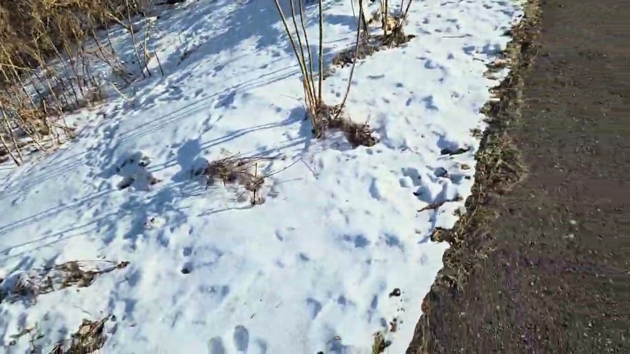 February 1, 2026, Minnesota weather during our Sunday walk