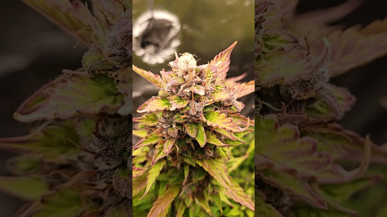 Blackberry Moonstones Auto Blimburn seeds #growyourown #cannabiscommunity #growmisch #mischseeds