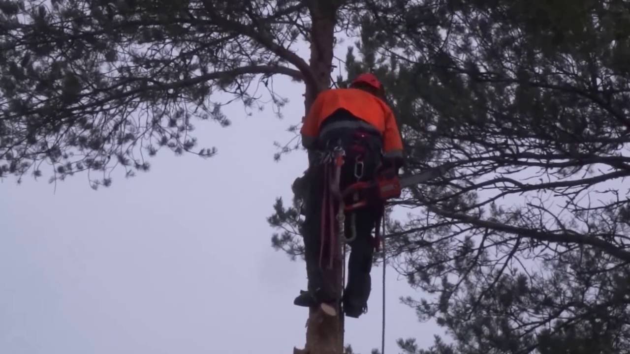 Puun karsinta pystyyn ja kaataminen