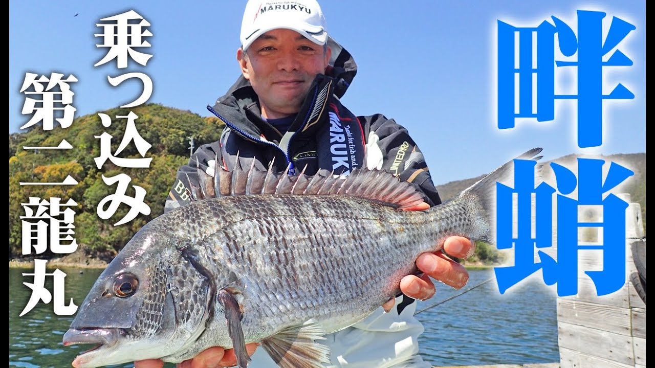 楽しいちぬ釣り #1 陽春の黒鯛かかり釣り 三重 畔蛸 开心钓黑鲷 Extreme Bream Fishing