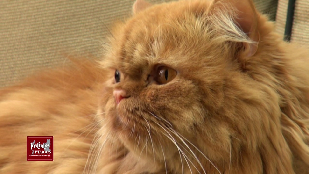 Lo Gatos con Instintos Felinos