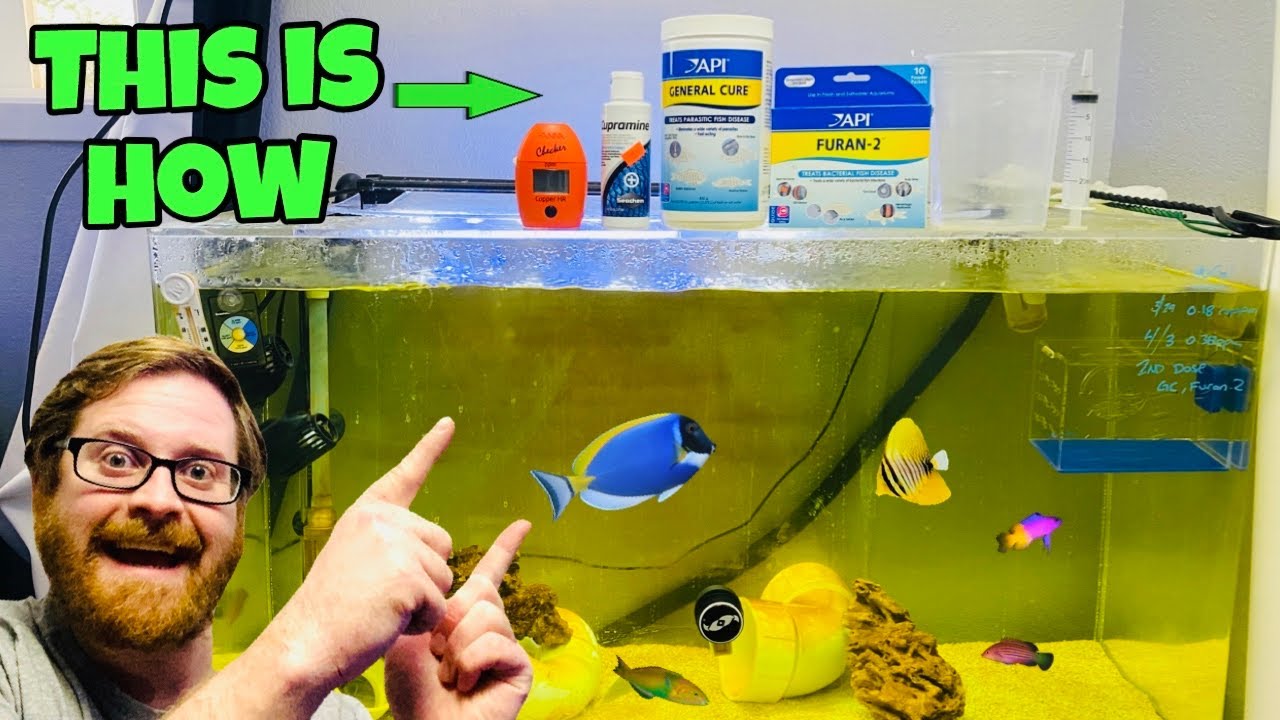 HOW I QUARANTINE NEW SALTWATER AQUARIUM FISH (STEP BY STEP)