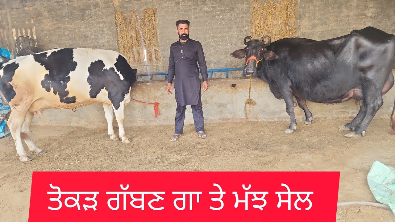 9877069098 ਤੋਕੜ ਗੱਬਣ ਗਾਂ ਸੂਈ ਵੀ ਮੱਝ ਸੇਲ #cow #baffalo #🙏❤️👍👌🙏🙏🙏🙏🙏👌