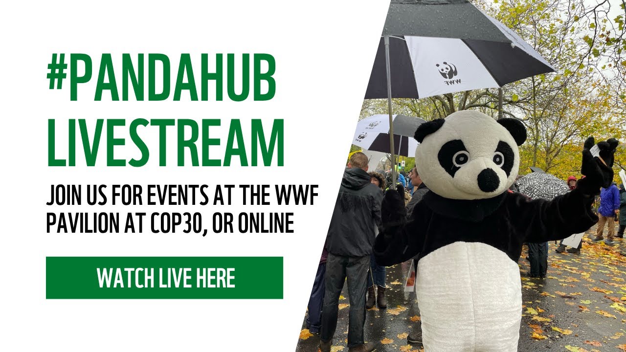 From planning to action: NDC Implementation to phase out fossil fuels