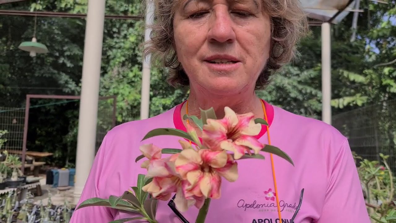 Cor e vivacidade: aprenda a usar o KCl