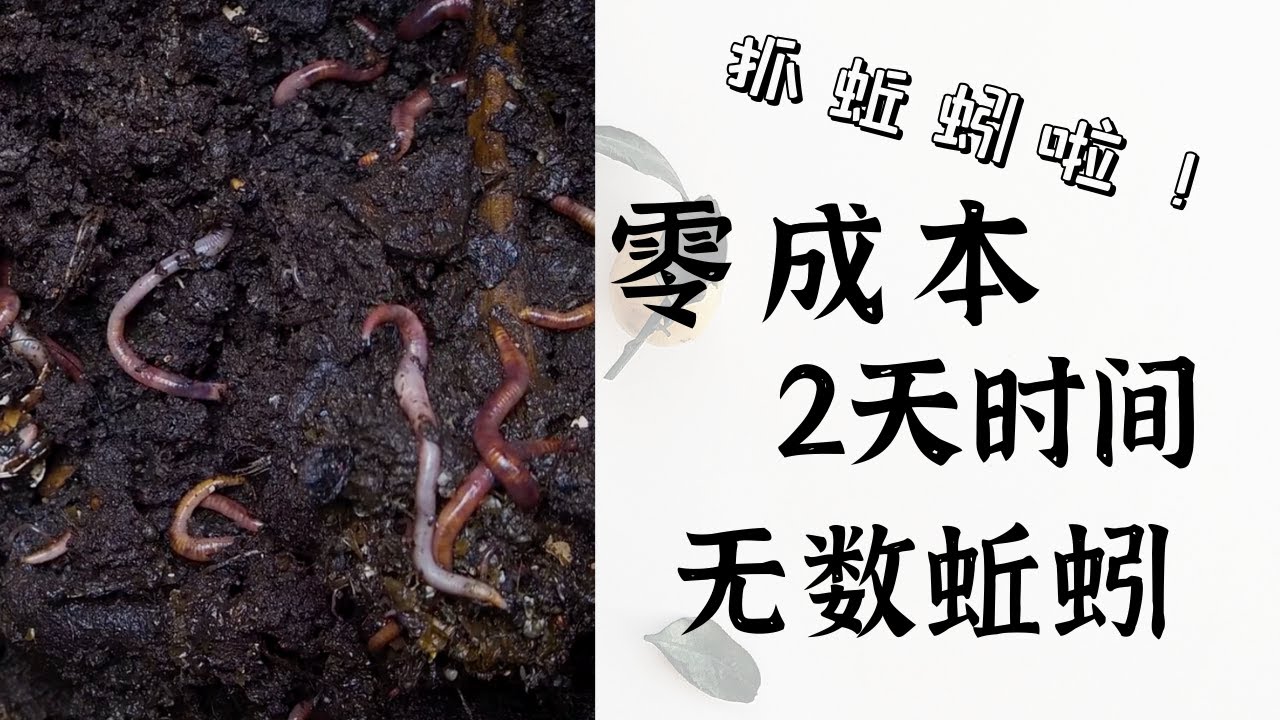 零成本抓蚯蚓，只要2天就能获得大量蚯蚓｜蚯蚓农场