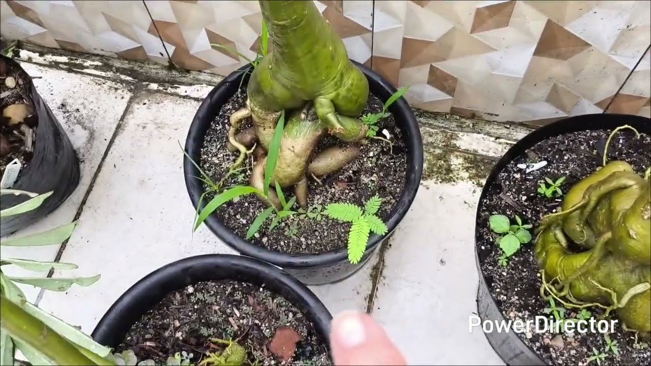 Meus Replantio e Adubo: Nada é por acaso, tudo se aproveita e se cria.