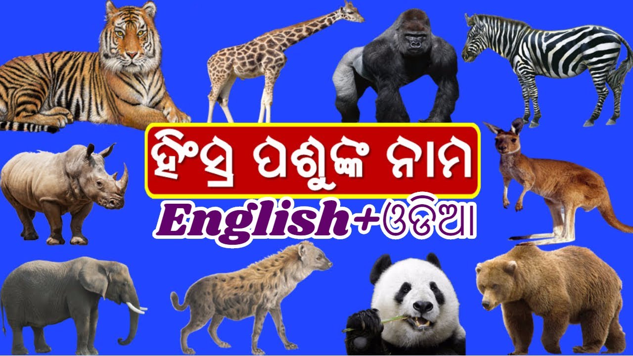 LEARN WILD ANIMALS  NAME IN ENGLISH AND ODIA/All wild animals/Odia Learning Videos For kids,todder//