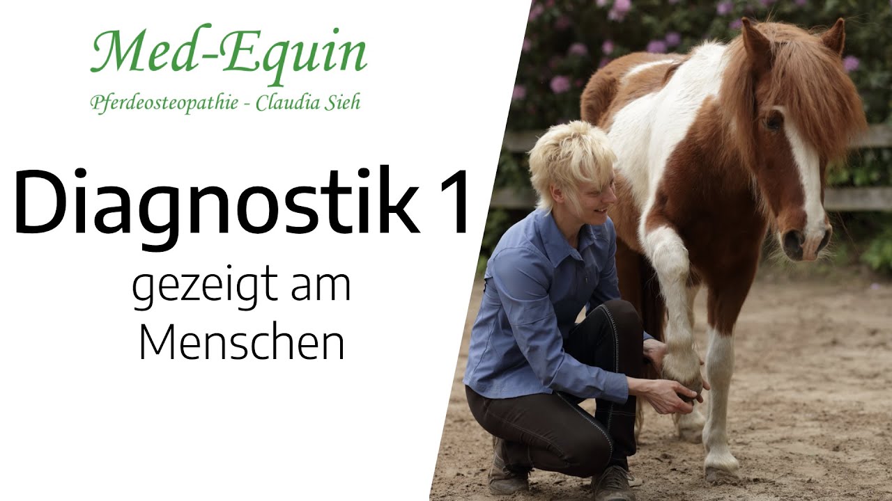 Diagnostik 1 - Dysfunktion beim Pferd finden, warum so kompliziert?