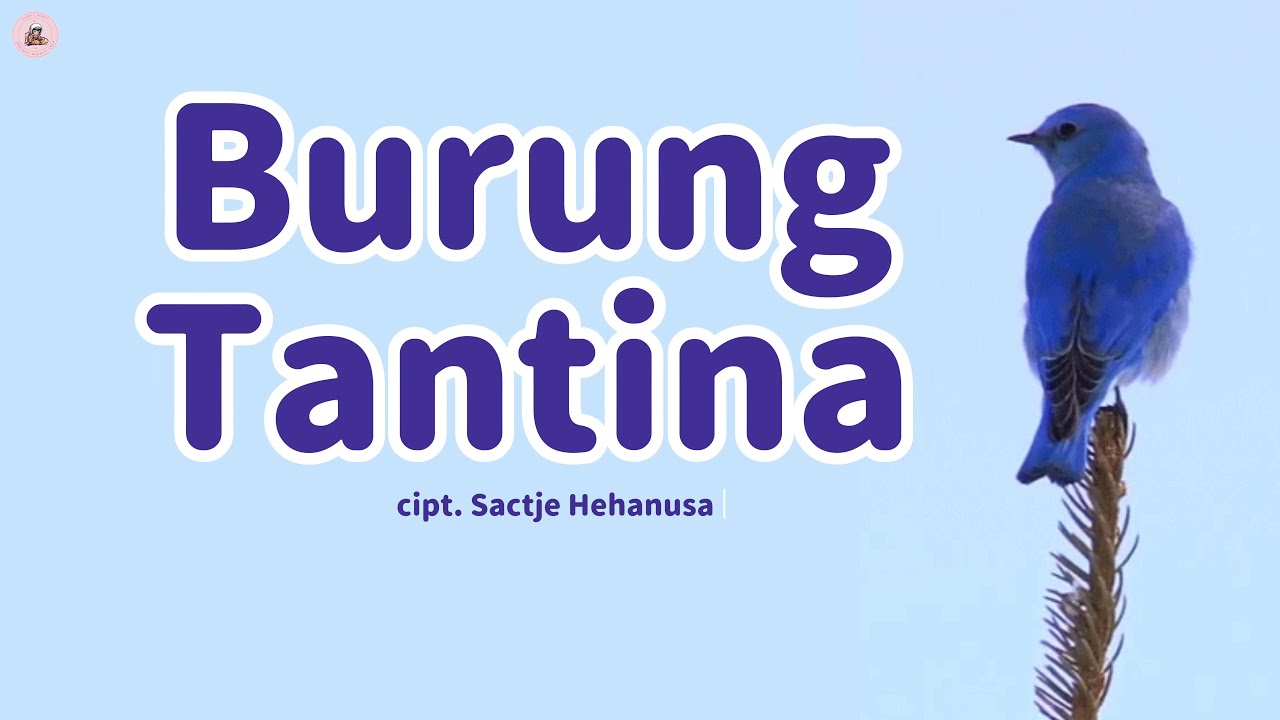 Burung Tantina (Sio Tantina)