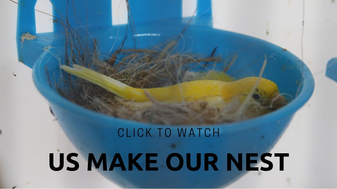 Yellow Canaries make their nest!