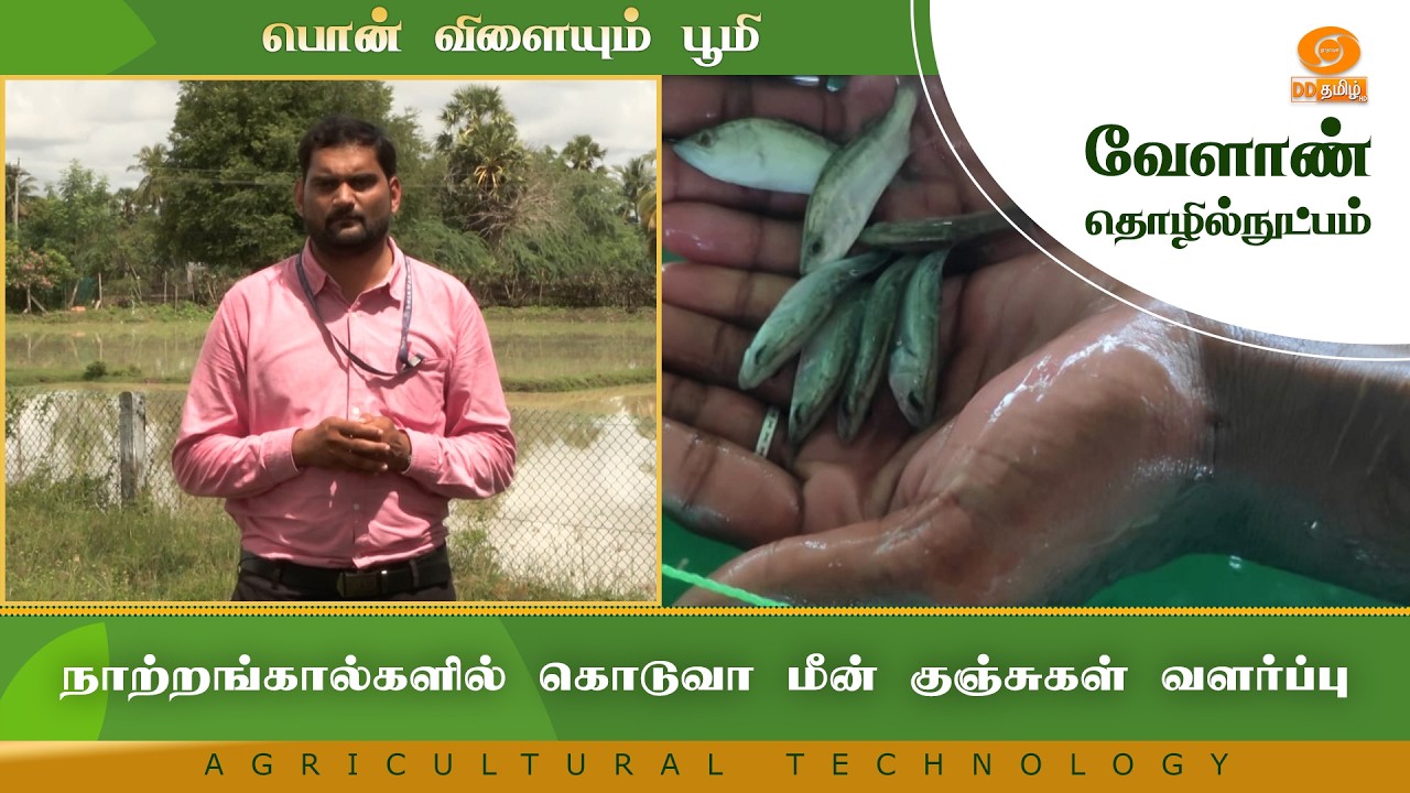 நாற்றங்கால்களில் கொடுவா மீன் குஞ்சுகள் வளர்ப்பு | Agriculture Technology