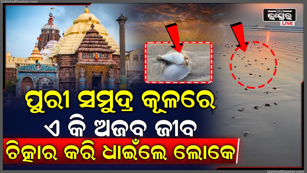 ପୁରୀ ସମୁଦ୍ରକୁଳରେ ହଜାର ହଜାର ଜୀବ ,ଏମାନଙ୍କୁ ଦେଖି ଭୟରେ ଦୌଡିଲେ ଲୋକ  Puri Sri Mandir