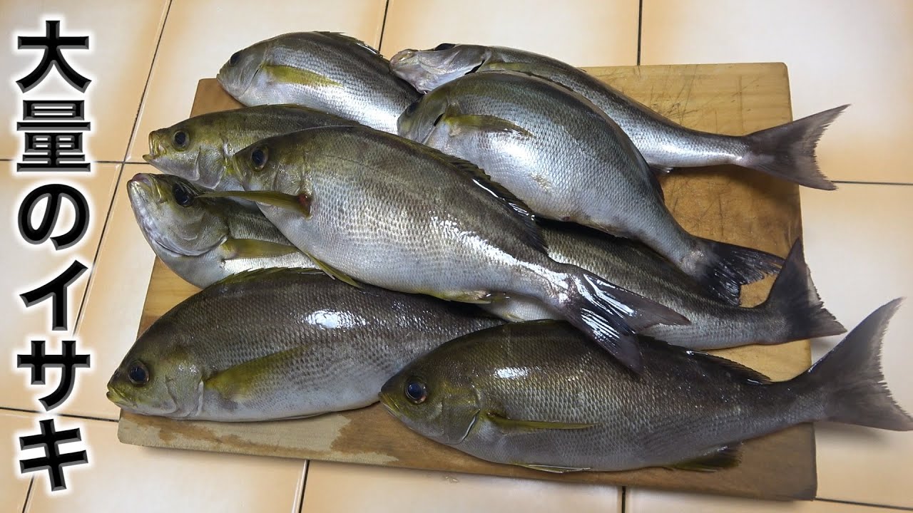 高級魚のイサキがこんなに！！脂ノリノリの身でアクアパッツァを作るよ！！