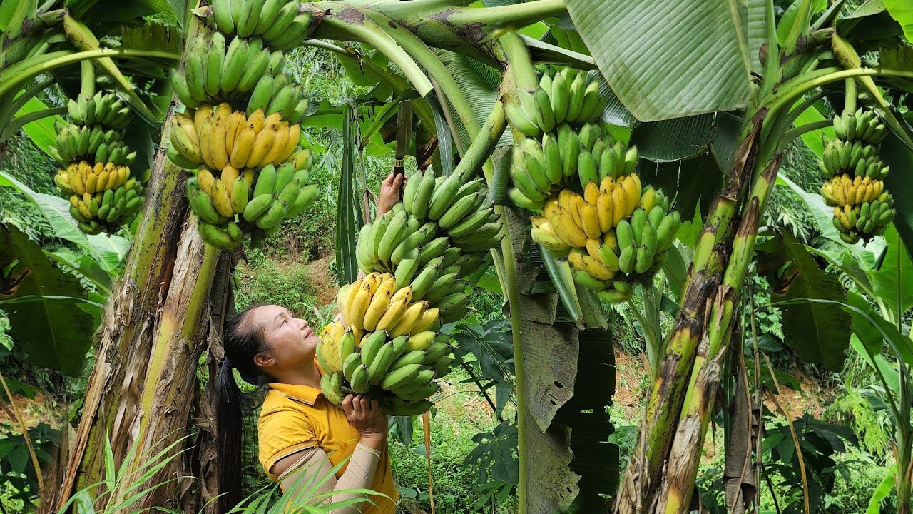 Harvest ripe bananas bring it to the market to sell, cooking ( stuffed bitter melon ) | Ly Thi Tam