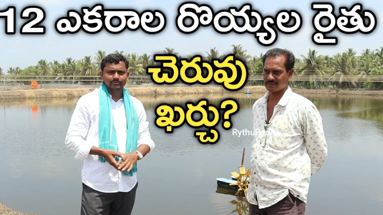 12 ఎకరాల్లో 11 చెరువుల్లో రొయ్యలు పెంచుతున్న | రైతుబడి