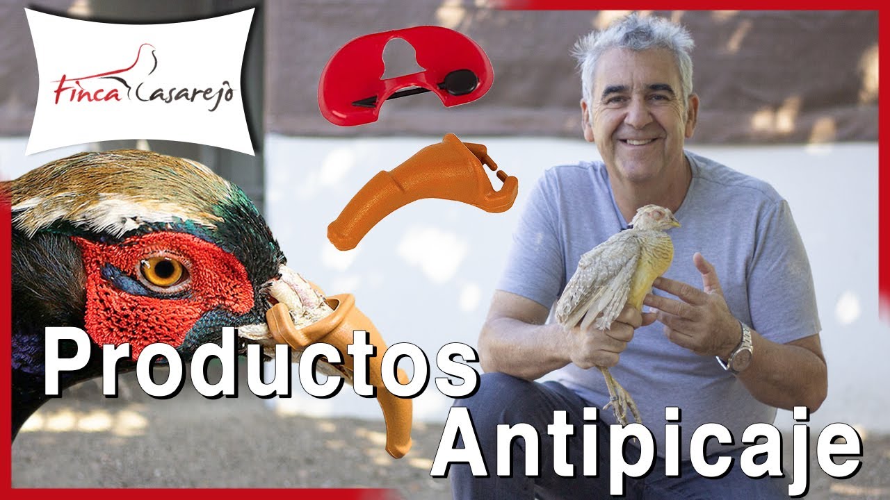 El picaje en las aves: productos para evitarlo ✅Capítulo 2