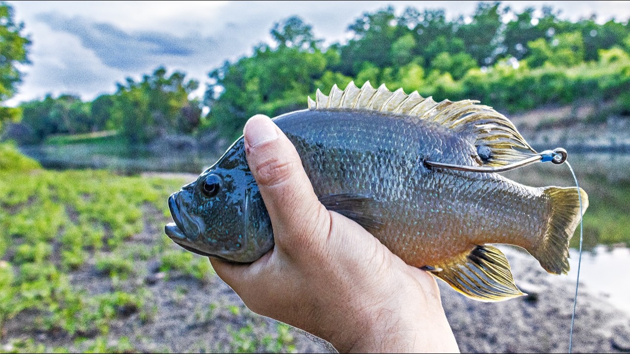 BIG FISH. SMALL WATER. ALL THE PROOF YOU NEED.