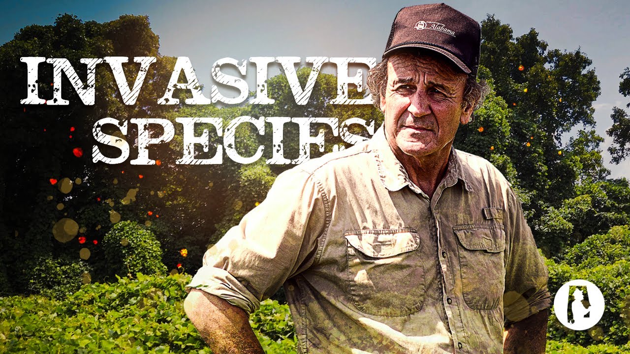 61 Invasive Plants Discovering Alabama