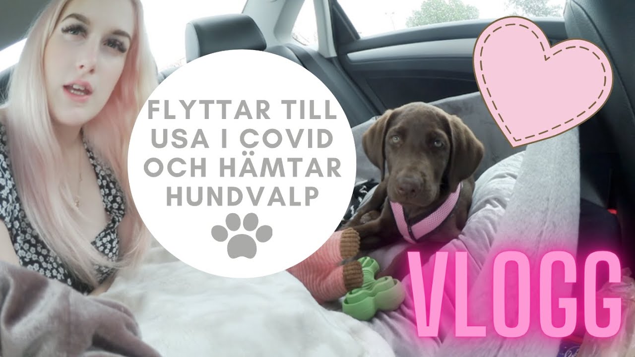 VLOGG: Flyttar till USA i Covid och hämtar hundvalp!