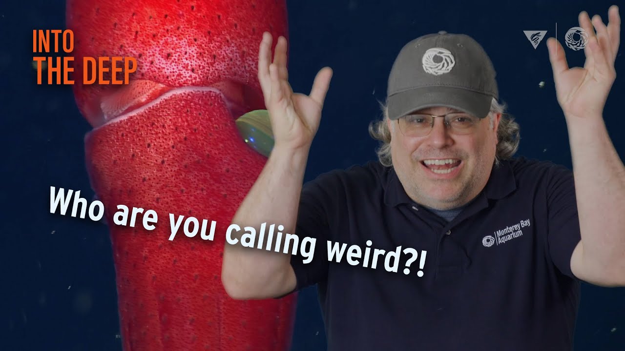 Why Do Deep-Sea Animals Look So Weird? | Monterey Bay Aquarium's Into The Deep
