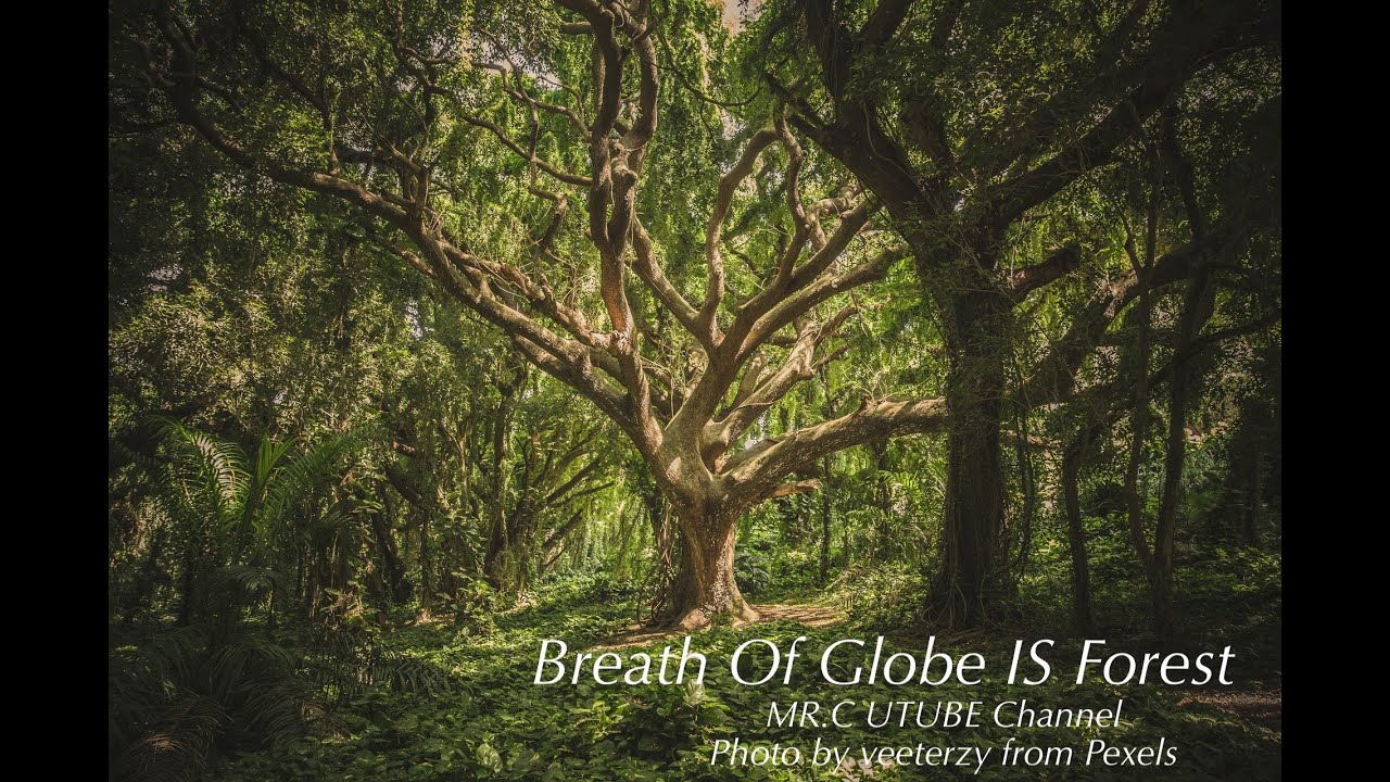 WILD FOREST NATURE DOCUMENTARY  INSPIRATION MUSIC Nature most view and Best  POSITIVE Encouragement