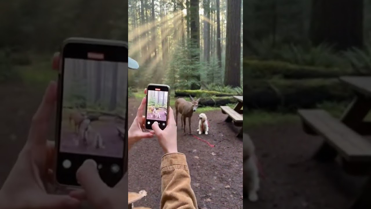 "First Encounter: Puppy Meets Deer on a Misty Pacific Northwest Morning"