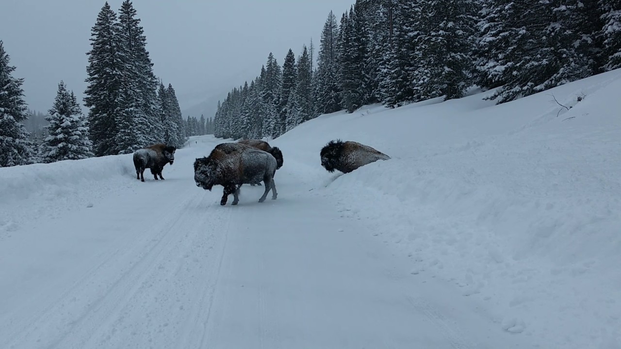 Bison crashing through the snow in Yellowstone