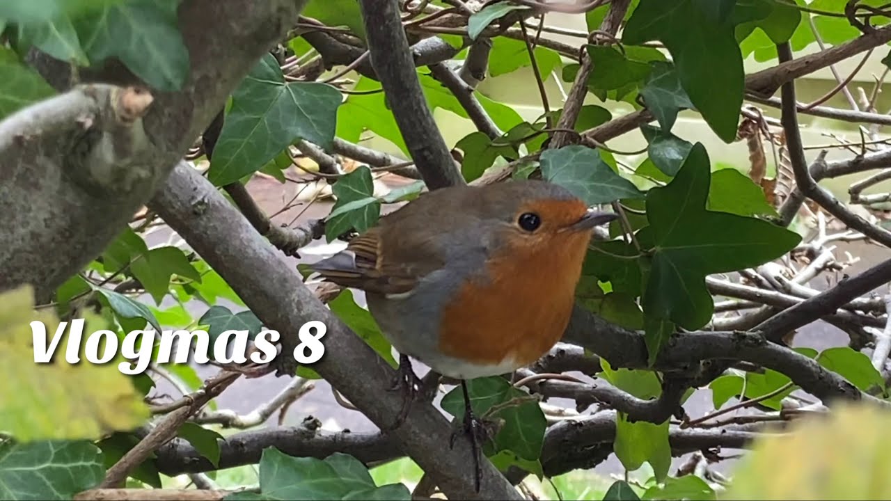 Vlogmas Day 8 • A Working Day and a Nature Walk