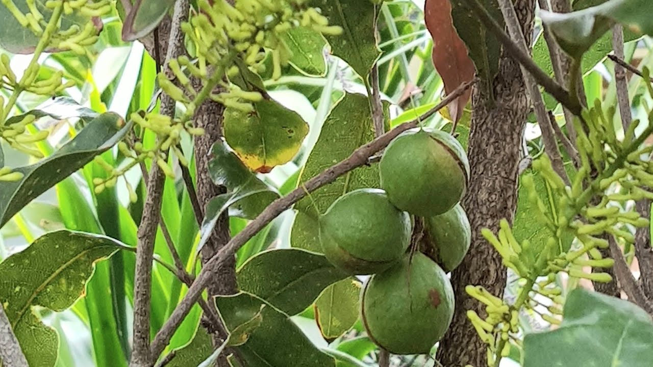 My 10 yo MACADAMIA Tree Has Gone NUTS!