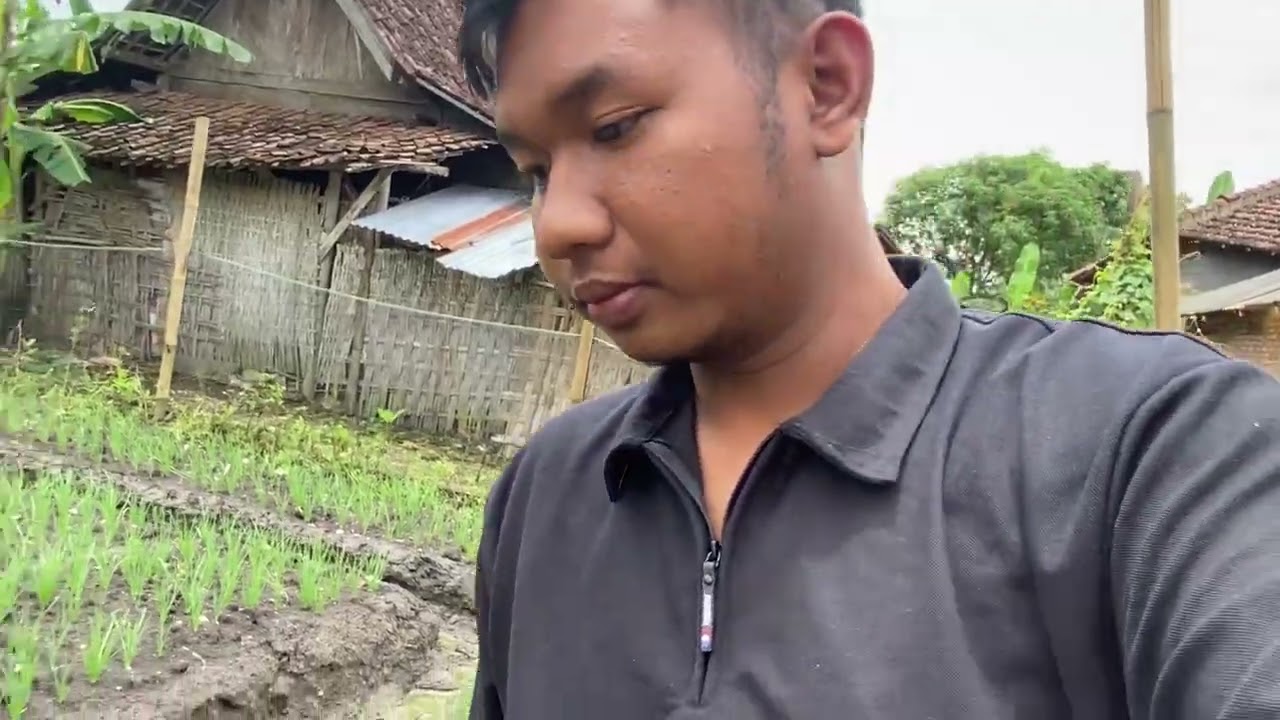 BRAMBANG Umur 11 HST 