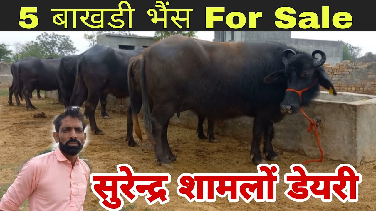 सुरेन्द्र शामलों की 5 बाखडी भैंस बिक्री के लिए उपलब्ध 👍रेट एक लाख रुपए से ऊपर नही जाएगां 