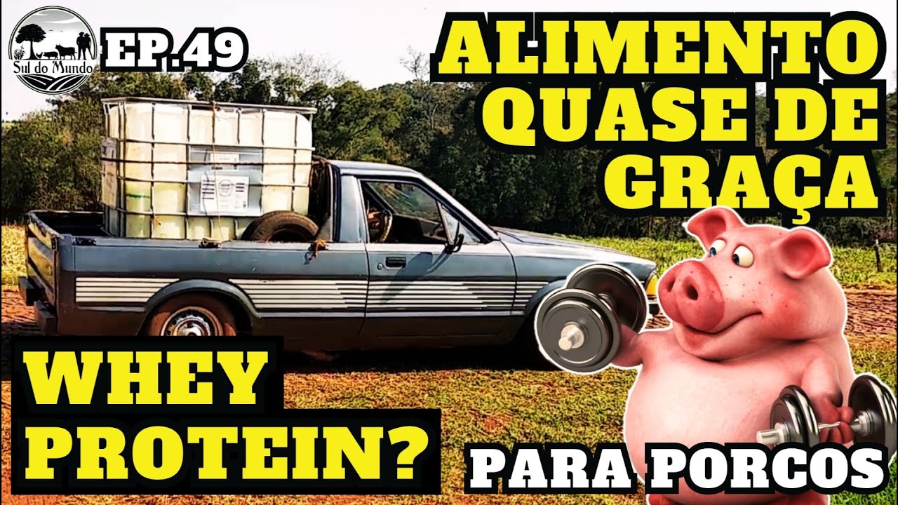 ✅ ALIMENTO RICO em PROTEÍNA para ENGORDAR PORCOS com BAIXO CUSTO