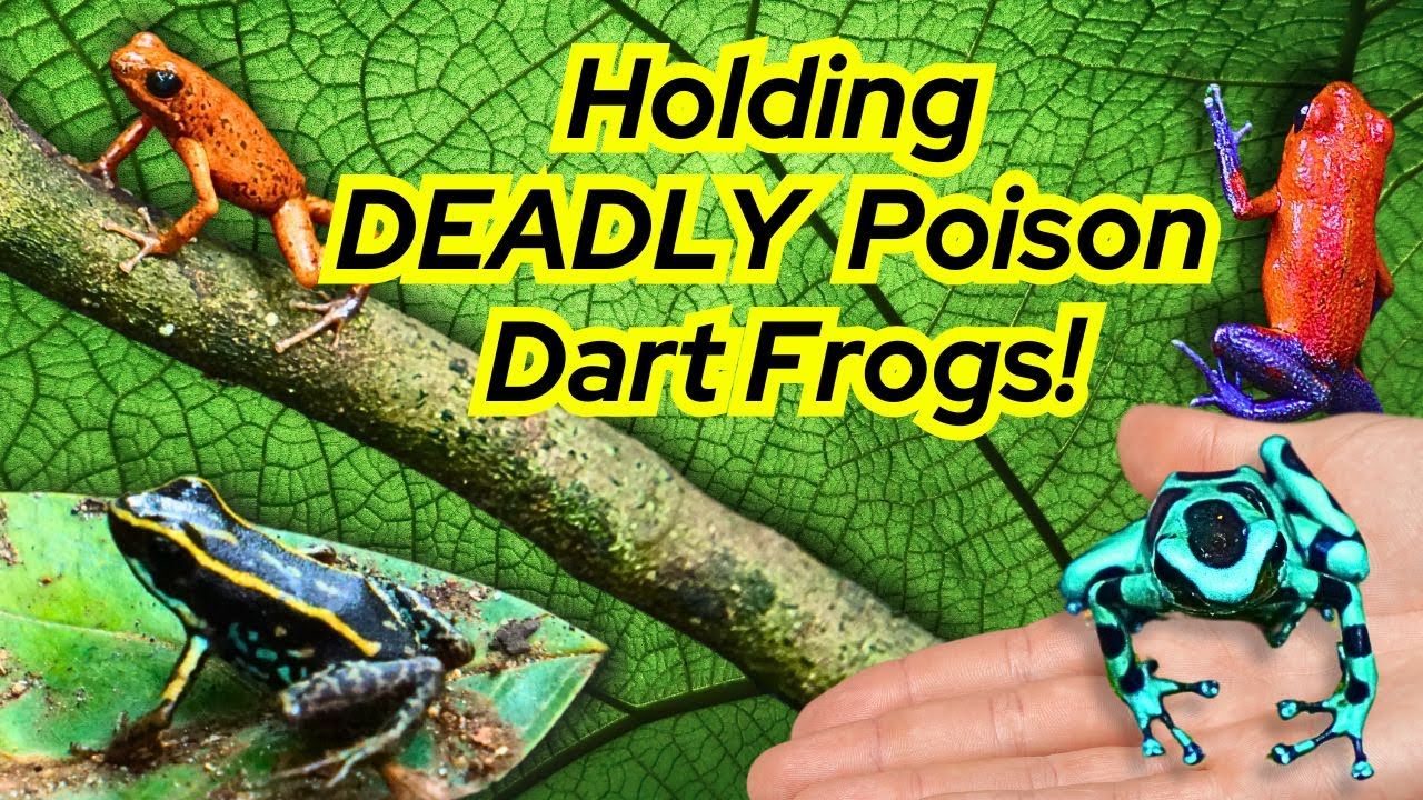 Catching POISON Dart Frogs in Costa Rica!